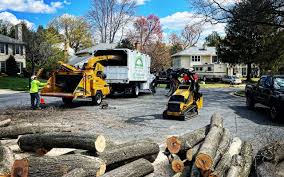 Best Tree Health Inspection  in Croydon, PA